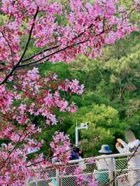 廈門狐尾山櫻花谷，春日裡的櫻花