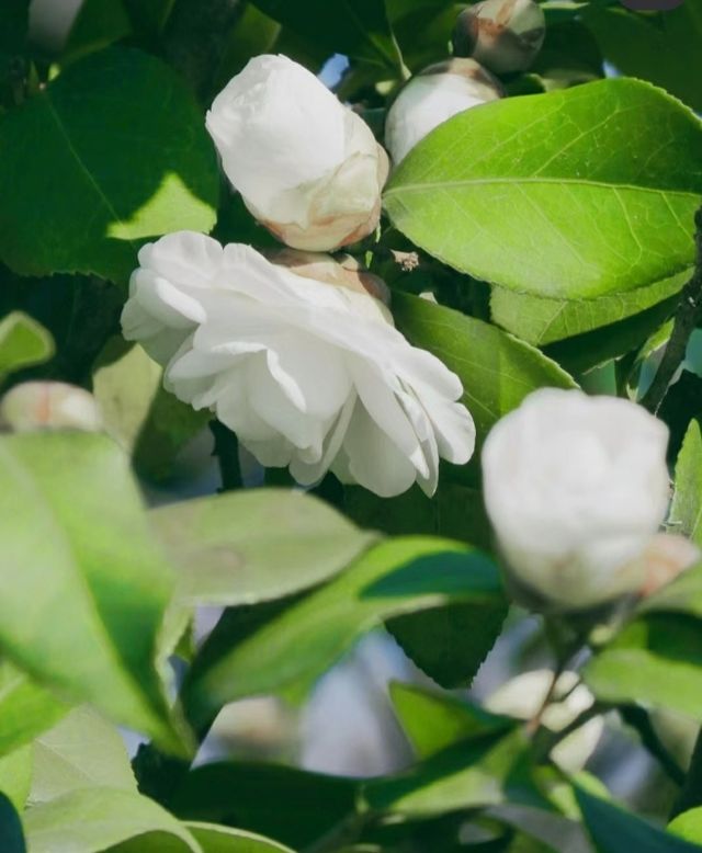 南京情侶園茶花|相比紅色，更喜歡白色山茶