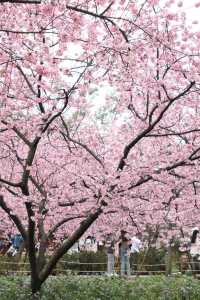 武漢的櫻花太美了