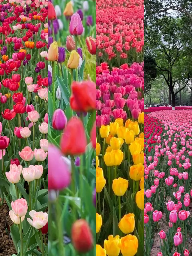 The tulip bloom is spectacular at Xingqing Palace Park‖ Come and see!
