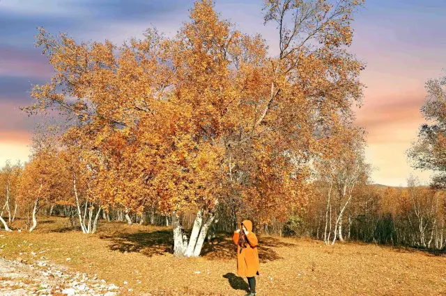 The first heavenly road in North Beijing|Qiansongba (983)