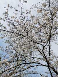 武漢青山公園免費看櫻花、海棠花、桃花