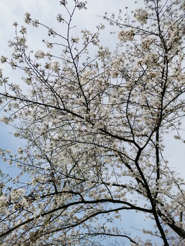 Enjoy free cherry blossoms, crabapple flowers, and peach blossoms at Wuhan Qingshan Park