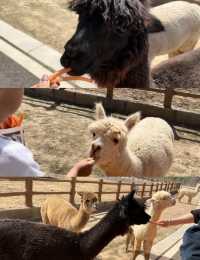 徐州九頂山野生動物園親子遊全攻略