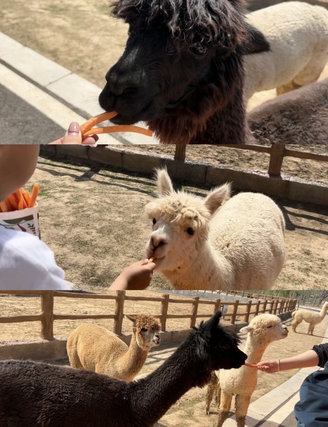 徐州九頂山野生動物園親子遊全攻略