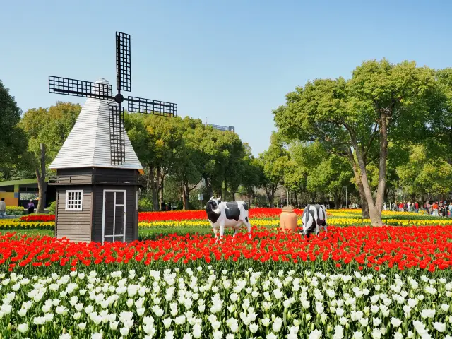 500,000 tulips are in full bloom, and Shanghai's tulip park, which has been absent for two years, is back