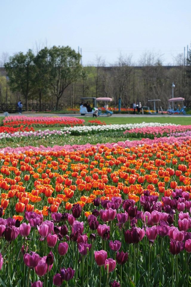 掉進油畫裡這片鬱金香太美寧波植物園