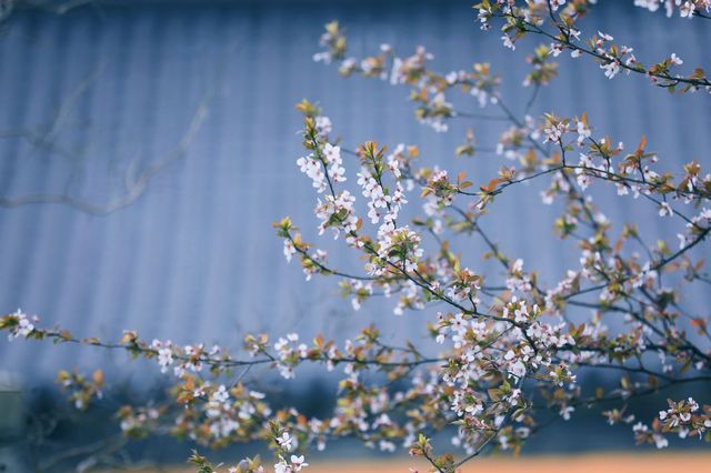 春季追花之旅|泰州萬竹園紫葉李