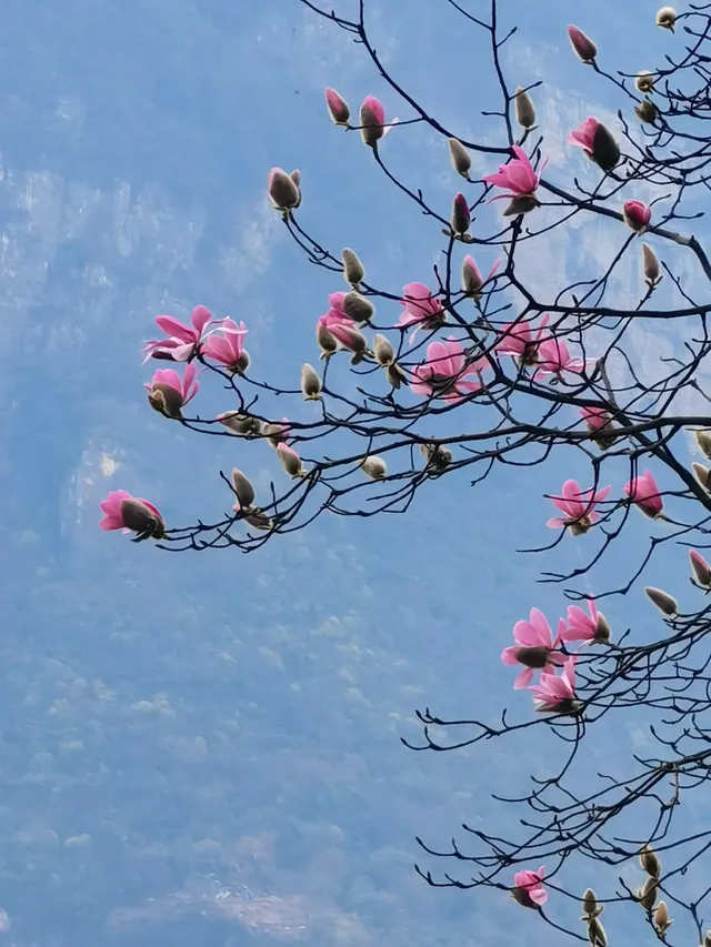 三月踏春，綿陽九皇山景區等你探尋！