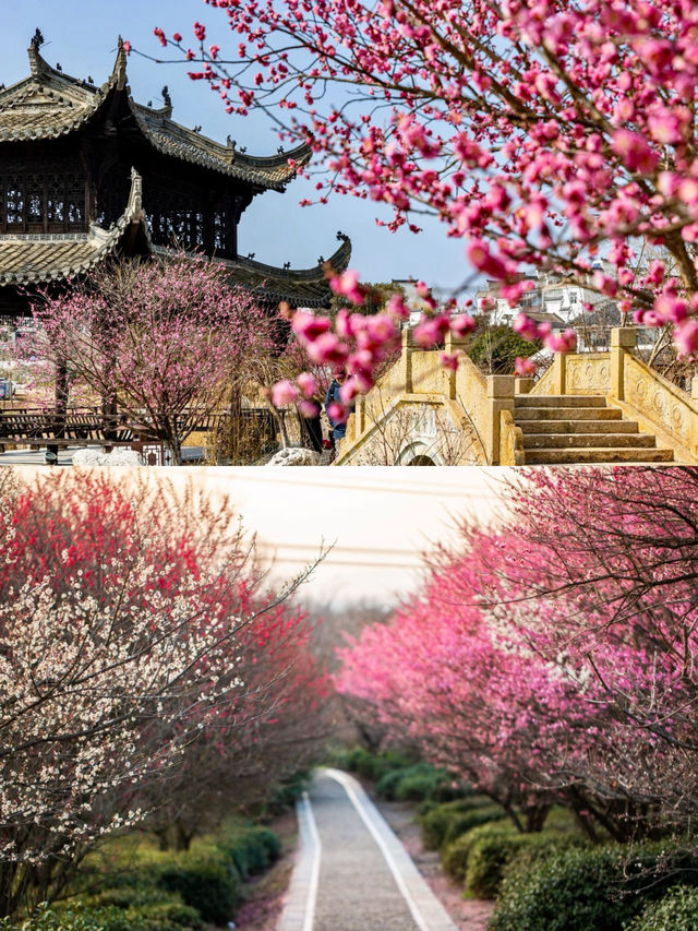來南京，追尋一場關於春天的夢