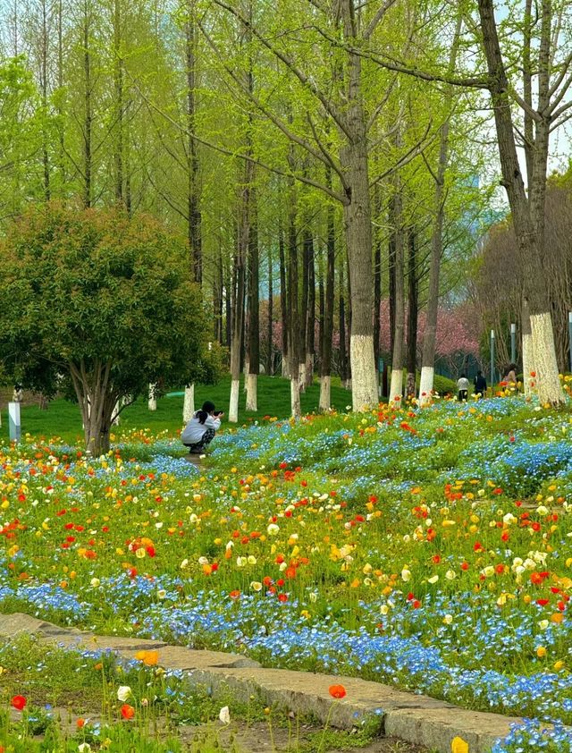 蘇州的莫奈花園，美不勝收！