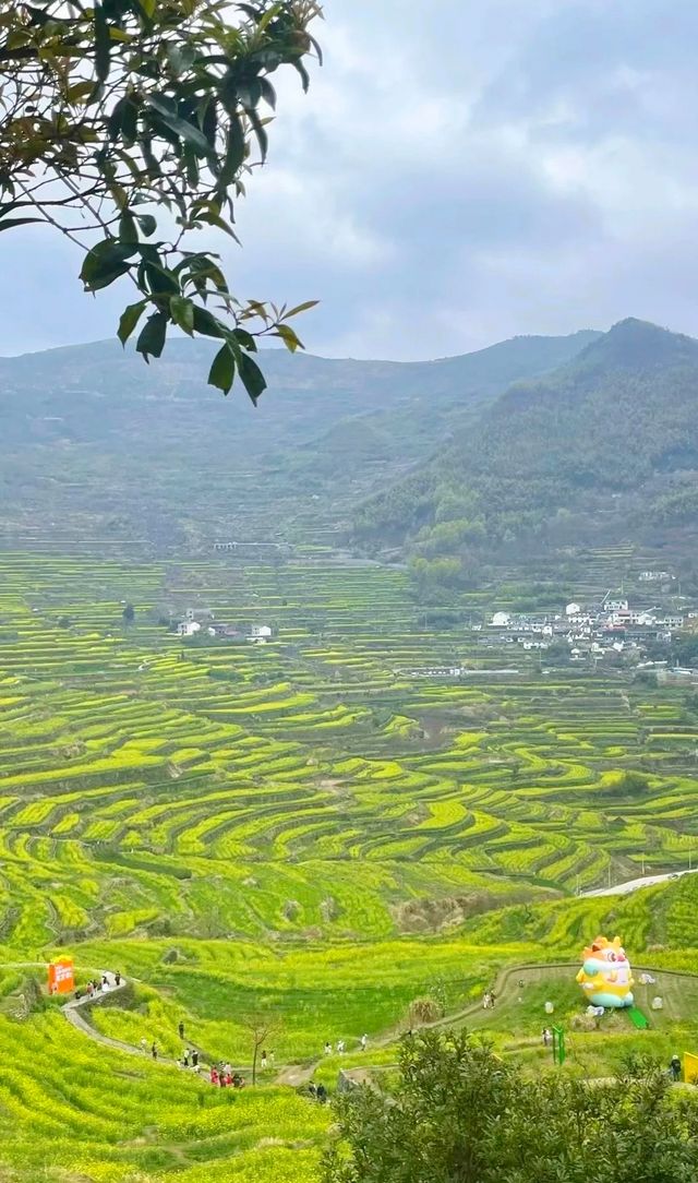 正是江南踏春時！覆卮山千畝梯田油菜花開美如畫