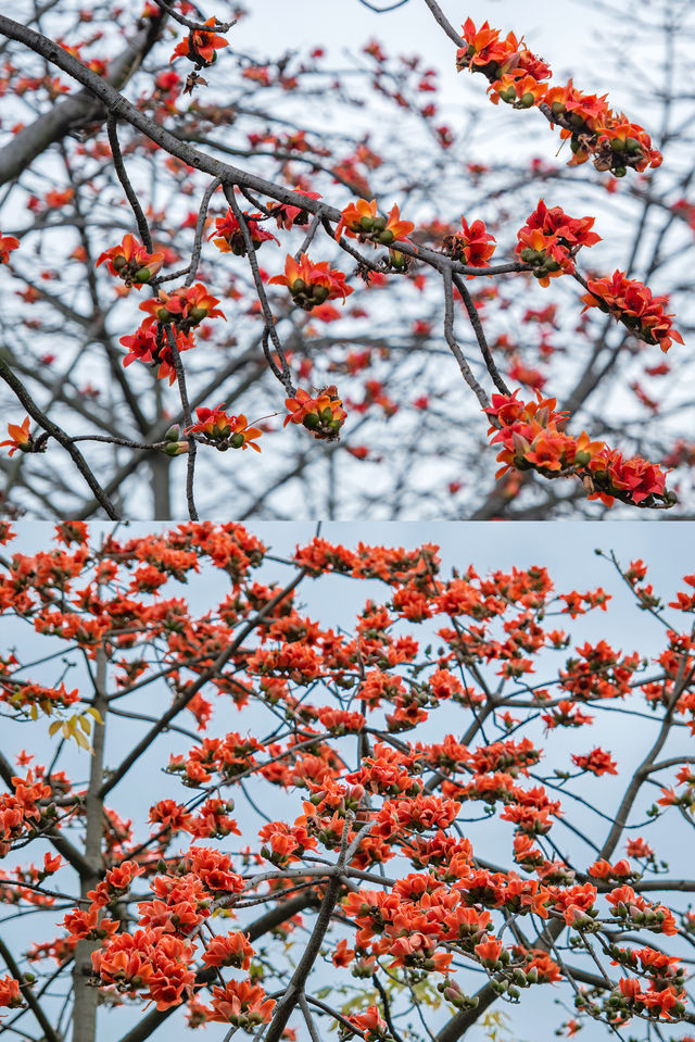 三月裡的佛山，滿城被木棉花披上“紅妝”