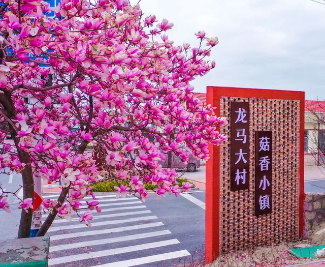 春天到大村賞花吧