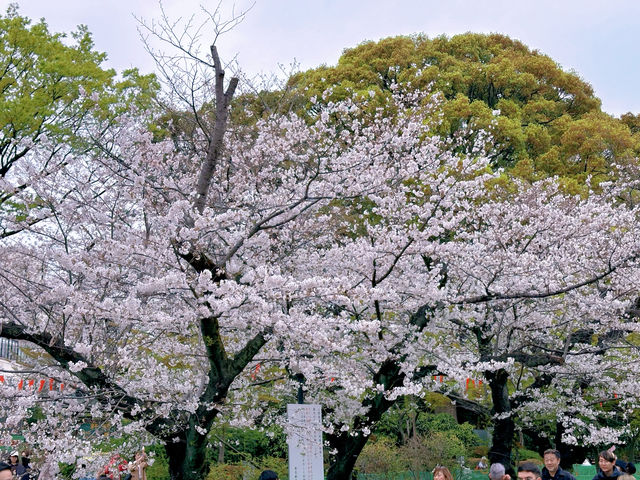 東京傳統賞櫻勝地，名單裡怎麼能少了它！