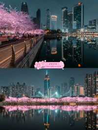 Night Cherry Light Blossoms Wuhan ♥️🇨🇳🌸