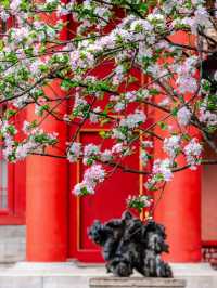 花筑奢·北京｜四月北京美成了紫禁城！在春風中靜看海棠花看