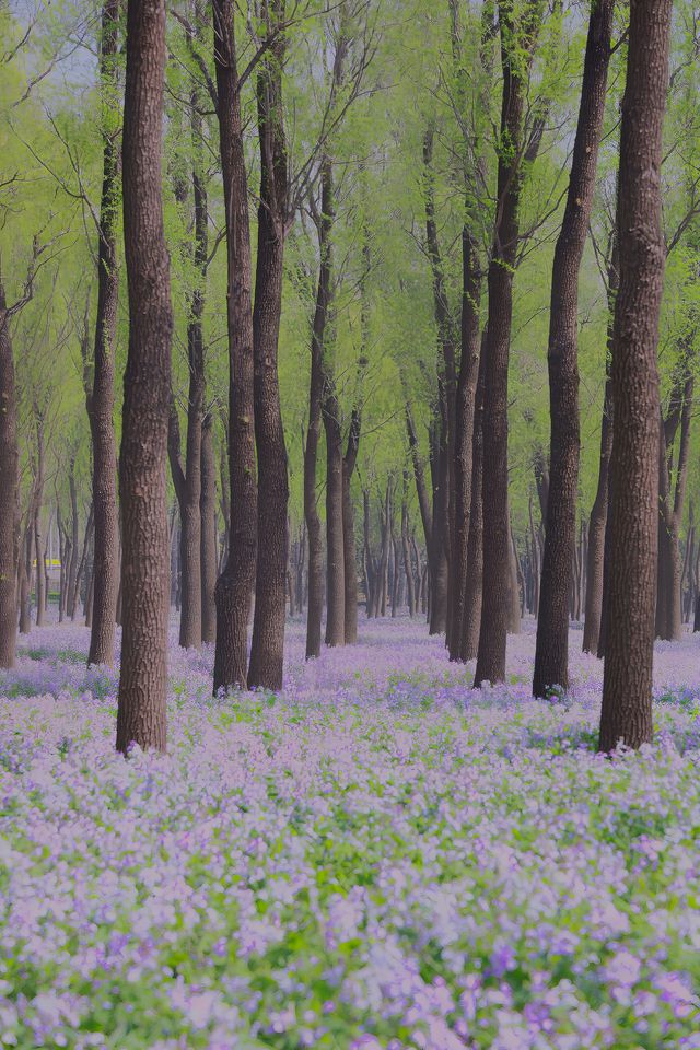 將府公園二月蘭走進紫色森林花海