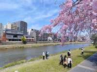 京都賞花｜在鴨川邊 悠閒野餐