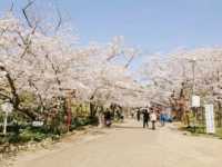 Hiokayama Hanami Peace