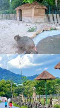 距離深圳1小時~人均19!!近距離餵動物玩水~親子遊玩