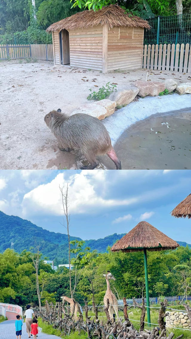 距離深圳1小時~人均19!!近距離餵動物玩水~親子遊玩