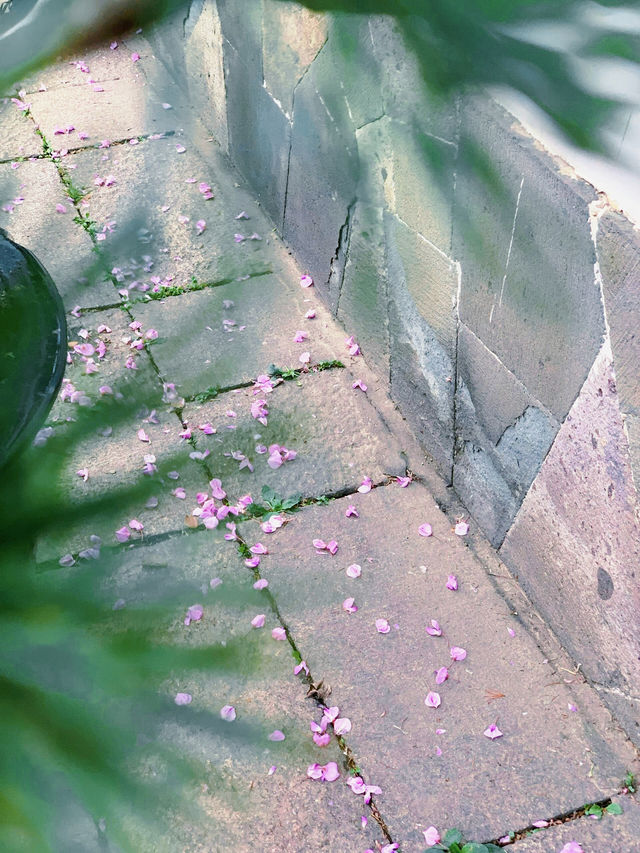 速報！今年無錫吟苑紫藤已綻放，人少景美，快來打卡！