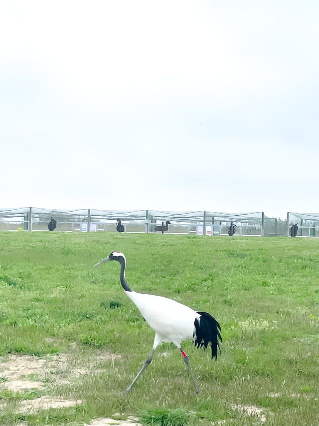 向陽的差旅日記|周末去鹽城躺平吧