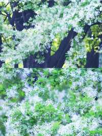 昆明周邊|黑龍潭公園最美流蘇花四月流蘇花似雪，正值人間四月天