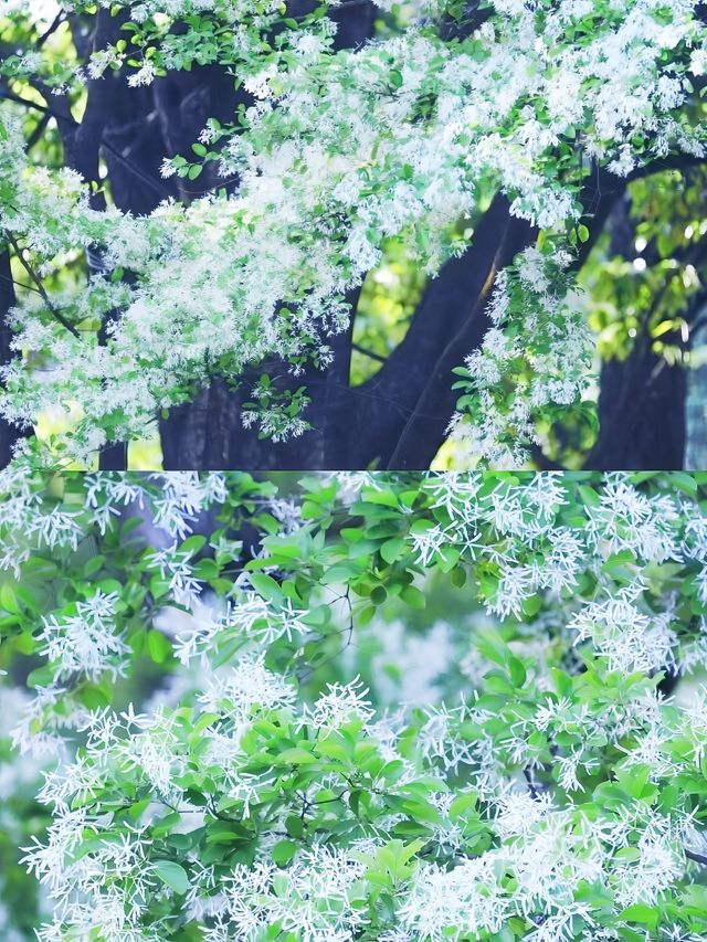 昆明周邊|黑龍潭公園最美流蘇花四月流蘇花似雪，正值人間四月天