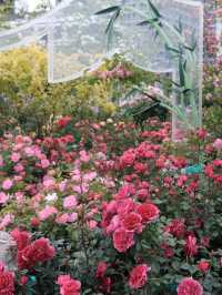 上海賞花已經next level徐匯濱江花展浪漫住了