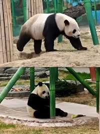 蘭州五一去哪裡玩？——蘭州野生動物園