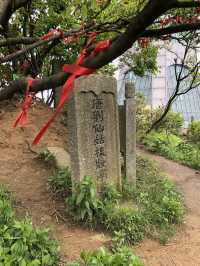 長沙·黑麋峰森林公園徒步