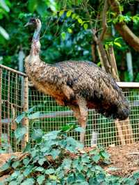 昆明動物園：與萌寵共度歡樂時光，揭秘大自然的奇妙之旅！