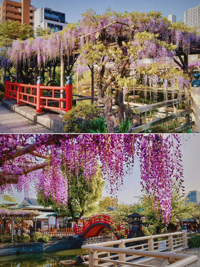 尋紫探花就在龜戶天神社，紫藤花開正當時！