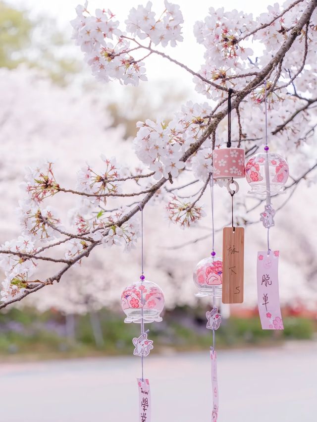 欣賞來自上海的櫻花季吧！！