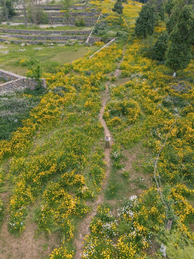 騎行尋寶！成都玉石濕地公園，邂逅超大規模花海