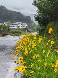 【江西美景】在上堡梯田感受最美田園