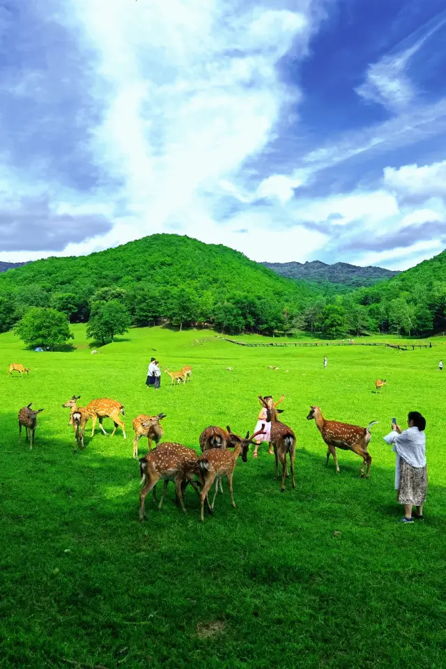 Taking Shenyang guests on a free trip to Yichun's "Jinshan Deer Garden"