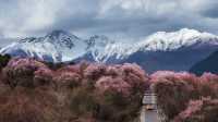 雪中桃花——波密桃花溝。