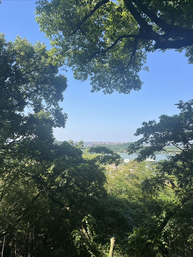 上海一日徒步丨佘山森林公園吸氧去班味