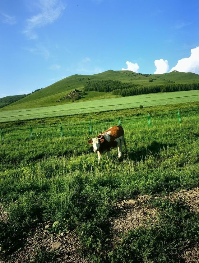 河北·張北