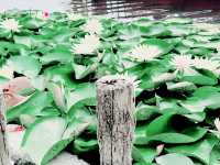 保定白洋淀村西小院，龍舟船餐298包6個特色菜2小時遊玩！