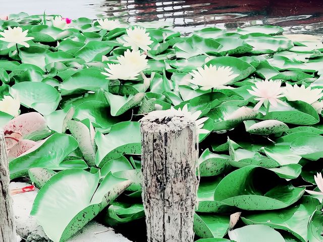 保定白洋淀村西小院，龍舟船餐298包6個特色菜2小時遊玩！
