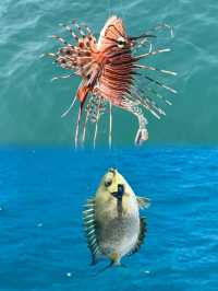 三亞海釣，趕海之體驗