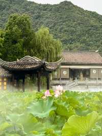 台州臨海靈湖公園，荷花盛開如詩如畫！
