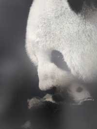 來南京城北萬象匯Rua 一下Panda大熊貓