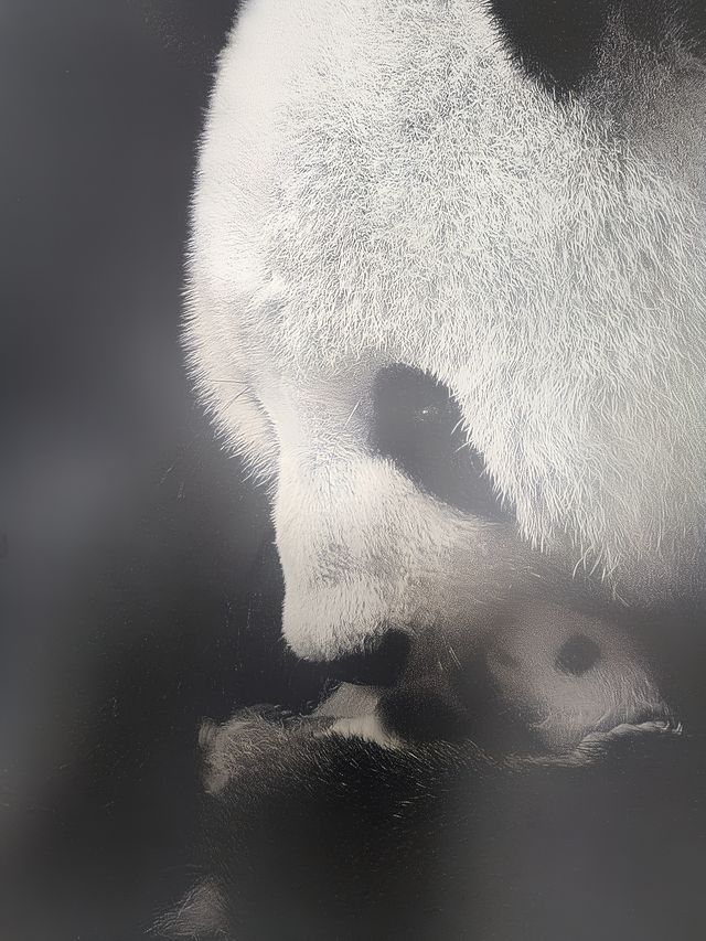 來南京城北萬象匯Rua 一下Panda大熊貓