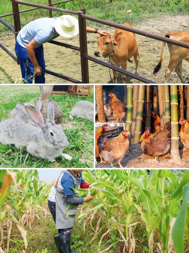 廣東遛娃來這！住進清遠親子農場度假村