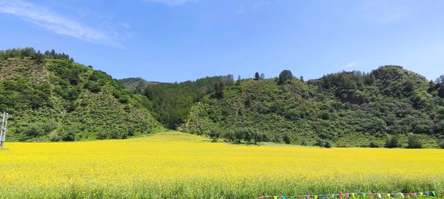 到壩上的草原、森林、湖泊去避暑